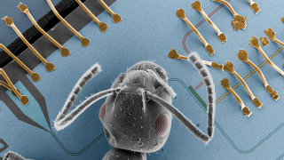 Scientists teleport information in an electronic circuit